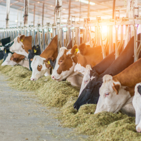 Aliments Pour Animaux